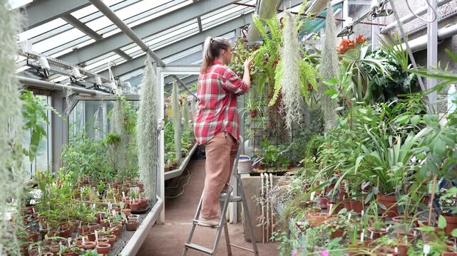 Professional caretaker workday in orangery, woman botanist on stepladder cuts dried plant leaves, responsible female botanical garden worker inspecting hanging potted plants and removing old foliage.