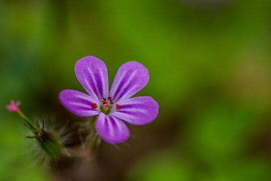 Ruprechtskraut mit violetter Bl&uuml;te bei Sankt Englmar im Bayerischen Wald