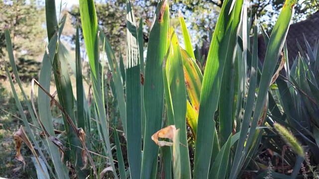 Cinematic close-up of wild iris leaves and garden plants swaying in a sunny backyard. Natural sunbeams filter through tall green foliage during a warm, peaceful outdoor morning.
