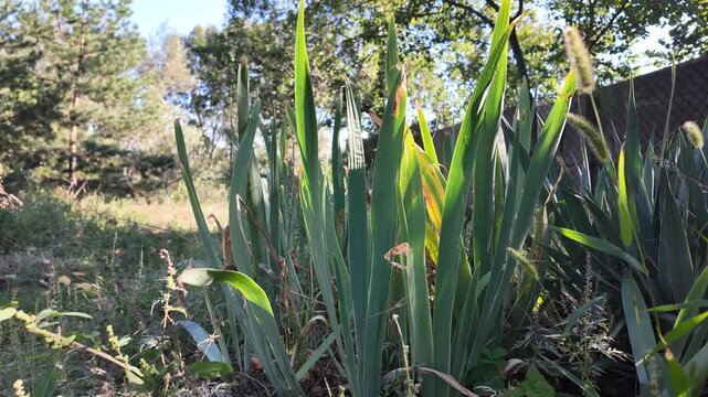 Cinematic close-up of wild iris leaves and garden plants swaying in a sunny backyard. Natural sunbeams filter through tall green foliage during a warm, peaceful outdoor morning.