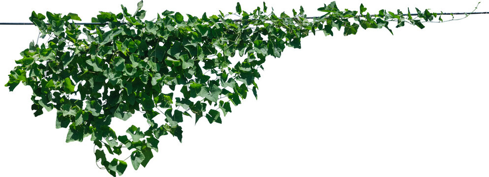 Vine plant and leaves, This climbing plant thrives in nature isolated on white background. Have clipping path.