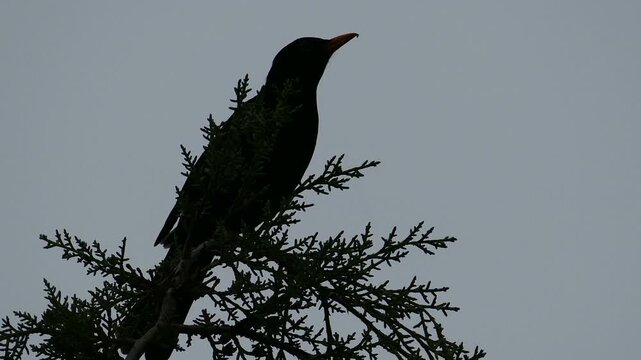 Thrush bird singing on the top of a tree branches with original high quality audio sound. Close up portrait of a beautiful wild songbird chirping outside in nature during daytime.