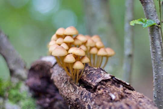 Small wild mushrooms growing on a decaying mossy tree bark in the autumn forest
