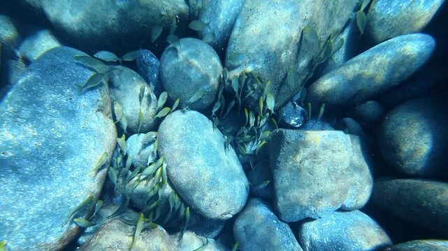 Small fish schooling among underwater pebbles and rocks. Salema porgy, Sarpa salpa