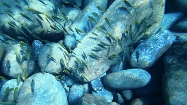 Small fish schooling over rocky seafloor. Salema porgy, Sarpa salpa
