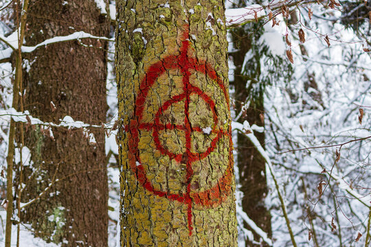 Bright red target painted on textured tree bark in a snowy winter forest, marking a spot during January outdoor walk