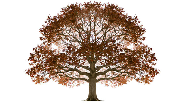 Isolated autumn deciduous tree with vibrant fall foliage, detailed branches, and strong trunk shape.
