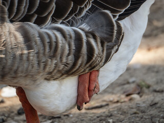 Close-up of domestic goose wing feathers and webbed foot © Iryna Diadechko