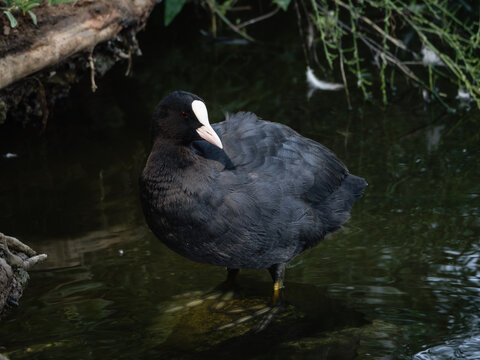 Eurasian coot standing in shallow water near the shore