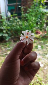 Human fingers holding a delicate single Night-flowering jasmine blossom.