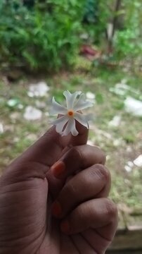 Human fingers holding a delicate single Night-flowering jasmine blossom.