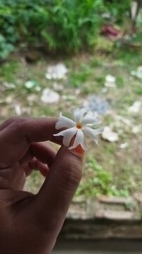 Human fingers holding a delicate single Night-flowering jasmine blossom.