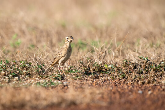 Paddyfield Pipit, Anthus rurulus