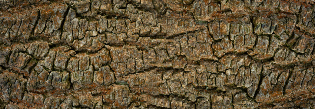 Old bark tree texture, wood surface pattern