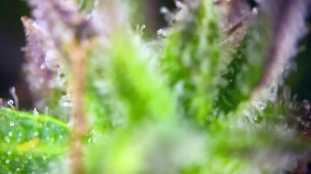 Stunning Cannabis trichomes showing milky amber colors, ready for harvest.