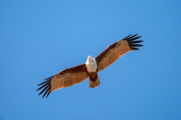 Obraz premium Brahminy Kite, Haliastur indus