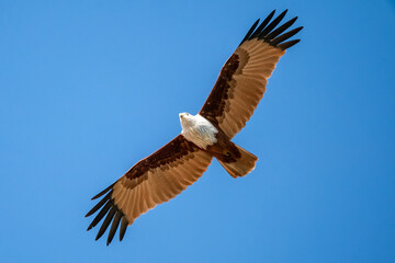 Obraz premium Brahminy Kite, Haliastur indus