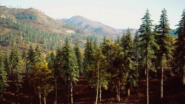 Rugged landscape featuring dense trees and expansive sky. Vast woodland area with towering trees and foreign mountain silhouettes in background