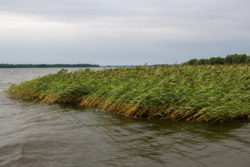 Gęste trzcinowisko na brzegu jeziora na tle zielonego lasu pod zachmurzonym niebem © Kamil_k2p