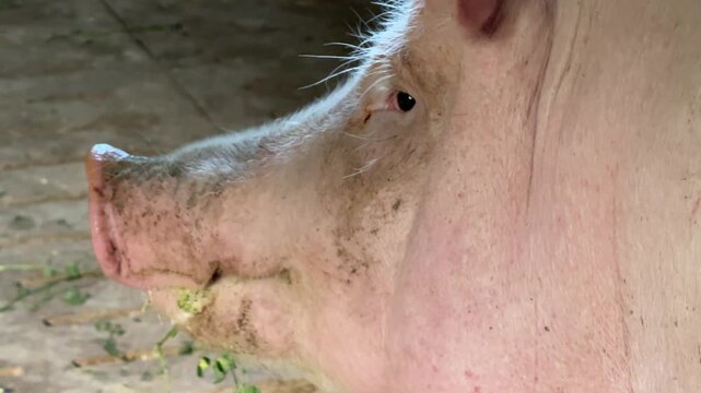 Pig's snout in profile, video with sound