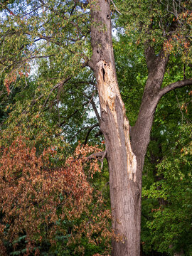 Tall damaged deciduous tree with broken bark and drying brown foliage among healthy green trees in a park, showing tree decline, environmental stress and changing seasonal vegetation.