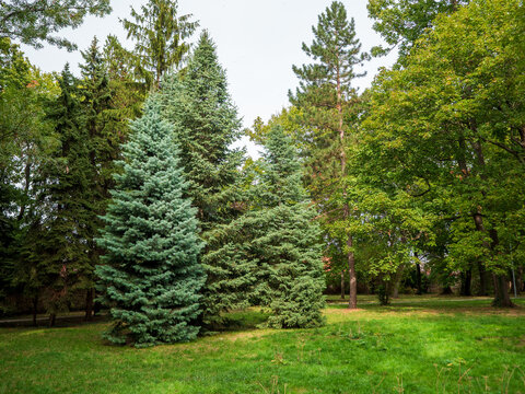 Mixed evergreen and deciduous trees growing in a green park, featuring blue spruce, pine and lush foliage, ideal for landscaping, forestry, biodiversity and urban nature concepts.
