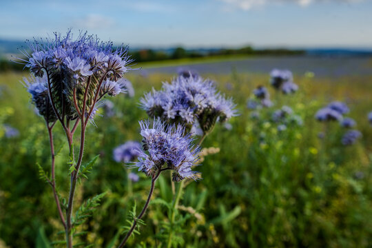 Bl&uuml;hender Rainfarn-Phazelie am Rand einer sommerlichen Wiese
