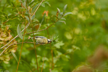 Blue tit hanging from a slender leafy branch among dense green foliage, gripping the twig while leaning downward © in_colors