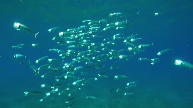Close-up of school of Striped Mackerel swims and filtering for plankton with open mouths in turquoise water, slow motion of shoal Striped Mackerel or Indian mackerel, Rastrelliger kanagurta