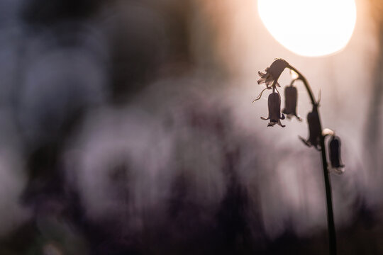 Soft light bathes delicate, drooping flowers