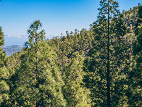 pine forest view from gran canaria