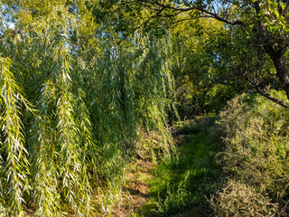 Cinematic slow camera motion along a lush green path overgrown with weeping willow branches. Bright sunlight filters through the dense summer foliage in a peaceful natural environment. © Taras