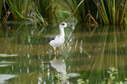 Black-winged Stilt foraging in a wetland, showing its long pink legs and contrasting black-and-white plumage in its natural habitat.