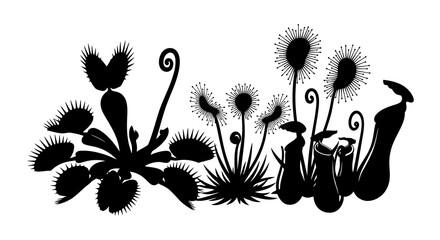 Silhouette of carnivorous plants with transparent background pitcher © Sakib