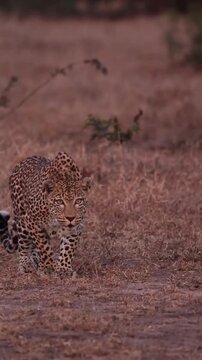 Leopard walking in the forest 