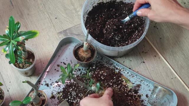 adenium transplant at home. indoor plants. Close-up of hands planting a flower in a pot. woman planting a plant