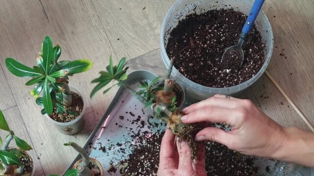hands planting seeds. adenium transplant at home. indoor plants. Close-up of hands planting a flower in a pot