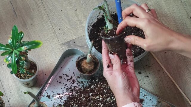 adenium transplant at home. indoor plants. Close-up of hands planting a flower in a pot. woman planting a plant