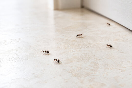 Ants crawling across a pale kitchen countertop indoors. Household pest infestation and insect control concept. Ant colony foraging behavior and home hygiene. Macro wildlife observation