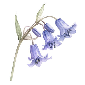 Bluebell, watercolor illustration vector, isolated on a white background.