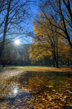 Golden autumn leaves floating on a reflective water puddle in a park with sunlight filtering through trees
