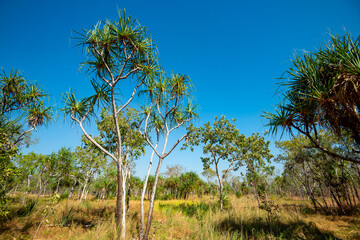 Savanna Woodland in Kakadu National Park - Australia © Adwo