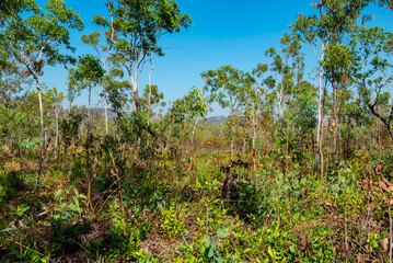Savanna Woodland in Kakadu National Park - Australia © Adwo