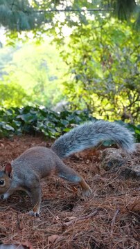 Eastern gray squirrel stretching on dry forest floor. A furry rodent crouches on brown pine needles with its tail raised under green tree branches.