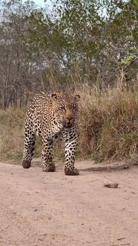 Leopard walking on the road 