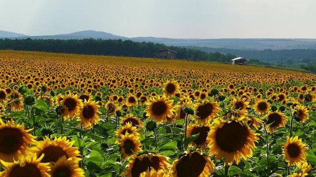 Timelapse of a sunny sunflower field with bees on the flower heads collecting pollen. Close up animation of active insects pollinating yellow blossoms in the countryside during a bright day.