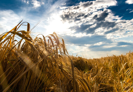 Ripe Barley. Close up of Ripe golden barley.