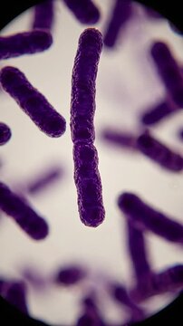 Vertical microscope animation of moving rod shaped bacteria purple