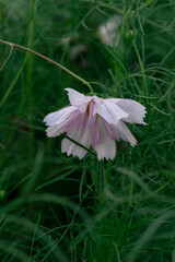A cosmos flower hangs below its curved stem. A side view shows pale pink petals among fine green leaves and a bud in the background. © Alisa