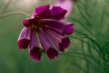 A cosmos flower tilts beneath a patch of sunlight. Burgundy edges frame pink petals around a yellow center with fine green leaves behind it. © Alisa